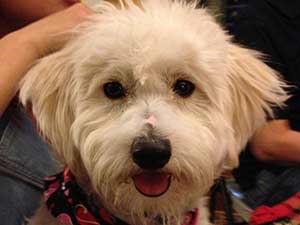 cooper